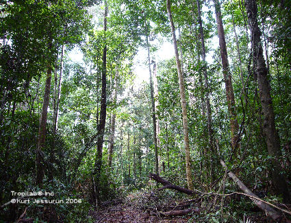 Chopping down the rainforest